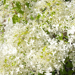 Pluimhortensia 'Dentelle de Gorron'® - Hydrangea paniculata dentelle de gorron ® 'rencri' - Willemse