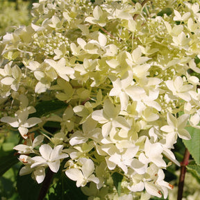 Hydrangea paniculata dentelle de gorron ® 'rencri' - Pluimhortensia 'Dentelle de Gorron'® - Pluimhortensia