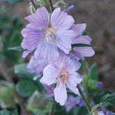 Struikmalva 'Blue Bird'® / 'Renlav' - Willemse