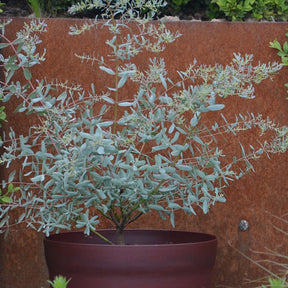 Verkoop Gomboom 'Fance Bleu'® 'Rengun' - Eucalyptus gunnii France Bleu ® rengun