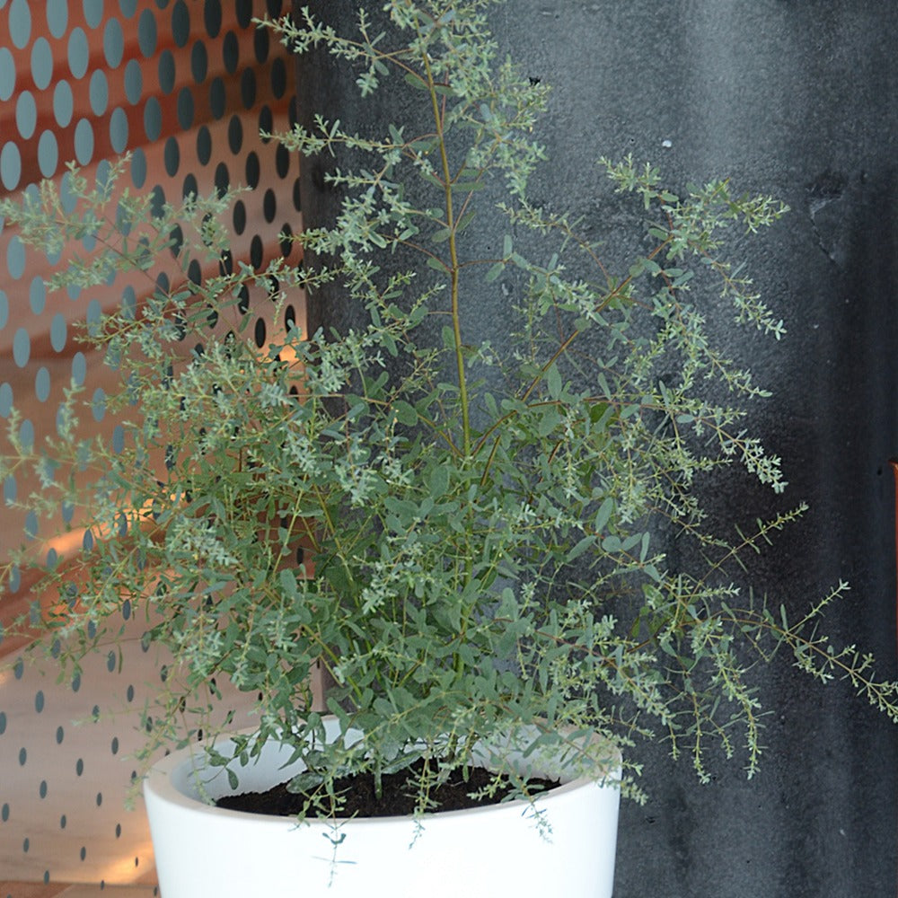 Gomboom 'Fance Bleu'® 'Rengun' - Eucalyptus gunnii France Bleu ® rengun - Willemse