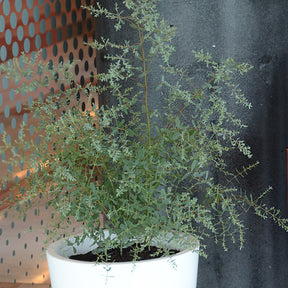 Gomboom 'Fance Bleu'® 'Rengun' - Eucalyptus gunnii France Bleu ® rengun - Willemse