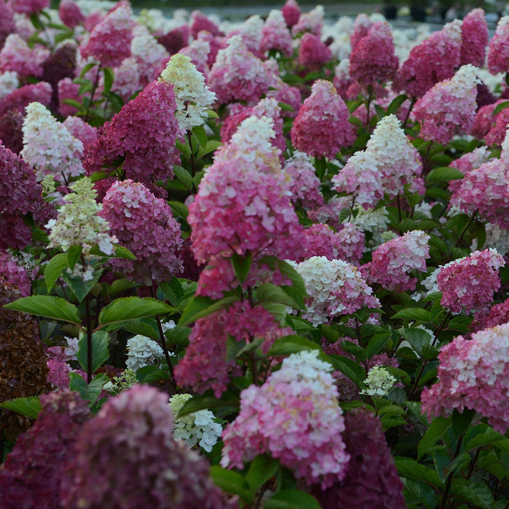 Pluimhortensia 'Fraise Melba'® 'Renba' - Pluimhortensia - Willemse
