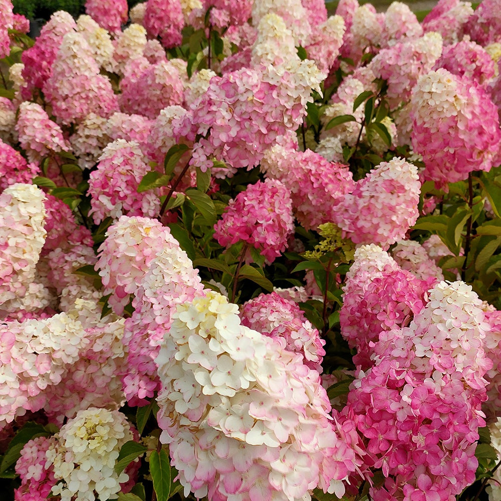 Pluimhortensia 'Fraise Melba'® 'Renba' - Hydrangea paniculata fraise melba ® ‘renba’