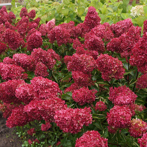 Hydrangea paniculata fraise melba ® ‘renba’ - Pluimhortensia 'Fraise Melba'® 'Renba' - Pluimhortensia