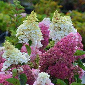 Pluimhortensia 'Fraise Melba'® 'Renba' - Hydrangea paniculata fraise melba ® ‘renba’