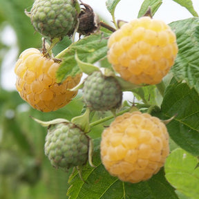 Framboos 'Fallgold' - Rubus idaeus Fallgold - Willemse