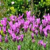 Lavandula stoechas the princess ® lavender 'ib910- - Kuiflavendel 'The Princess ® Lavender' - Lavendel