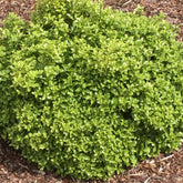 Australische laurier 'Golf Ball' - Pittosporum tenuifolium ‘golf ball’ - Willemse