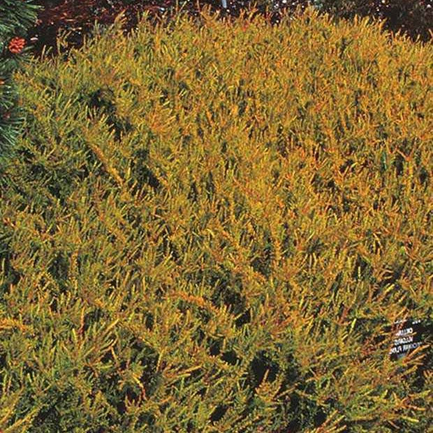 Dopheide 'Wickwar Flame' - Calluna vulgaris Wickwar Flame - Willemse