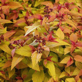 Spierstruik 'Hubert Gold' - Willemse