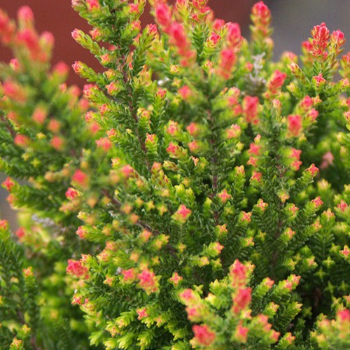 Calluna vulgaris Spring Torch - Struikheide 'Spring Torch' - Klokjesbloem