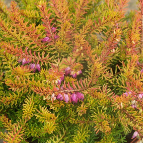 Winterheide 'Mary Helen' - Willemse