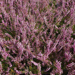 Heideplanten - Dopheide 'Marlies' - Calluna vulgaris marlies