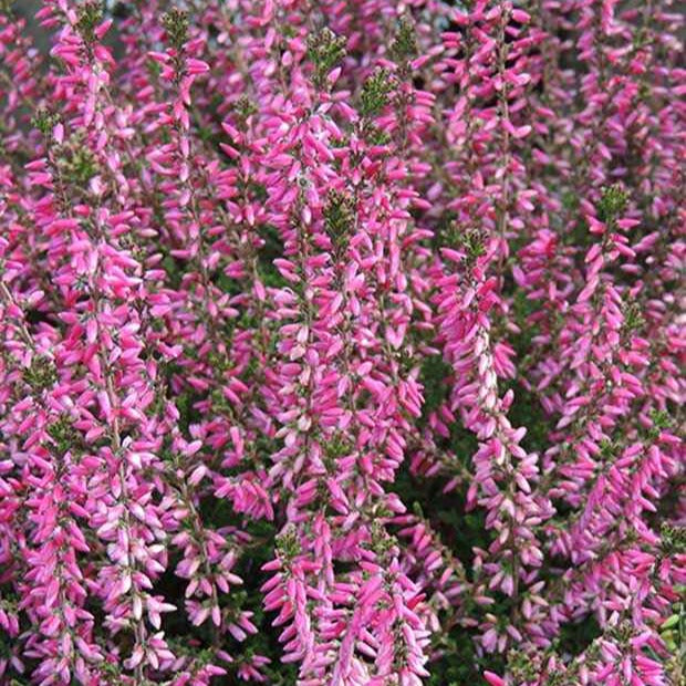 Calluna vulgaris marlies - Dopheide 'Marlies' - Heideplanten