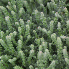 Calluna vulgaris Silver Knight - Struikheide 'Silver Knight' - Klokjesbloem