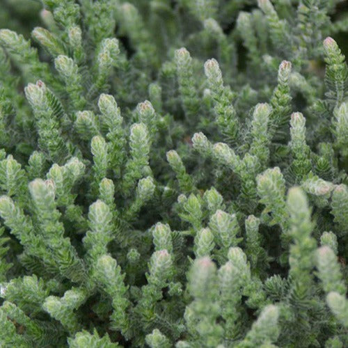 Calluna vulgaris Silver Knight - Struikheide 'Silver Knight' - Klokjesbloem
