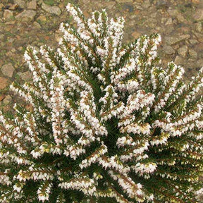 Heideplanten - Winterheide 'White Glow' - Erica darleyensis white glow