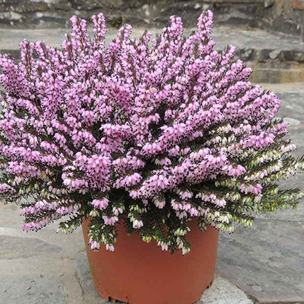 Winterheide 'Furzey' - Erica darleyensis furzey - Willemse
