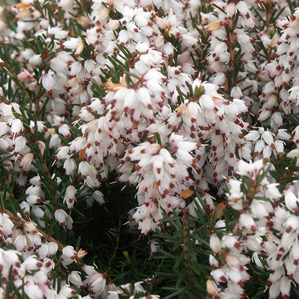 Winterheide 'Silberschmelze' - Willemse