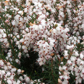 Winterheide 'Silberschmelze' - Willemse