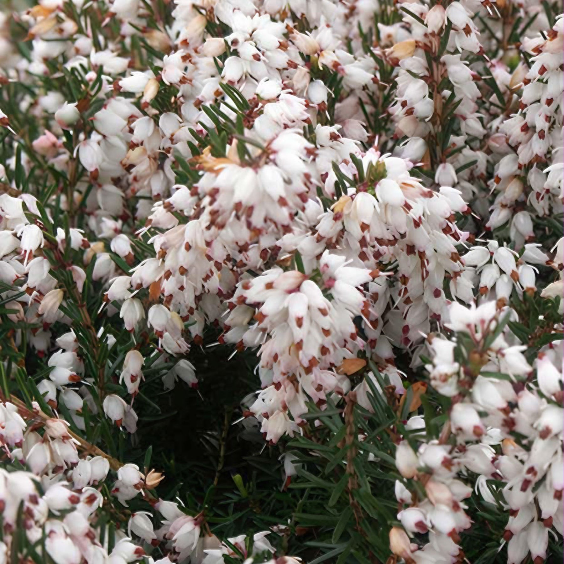 Winterheide 'Silberschmelze' - Willemse