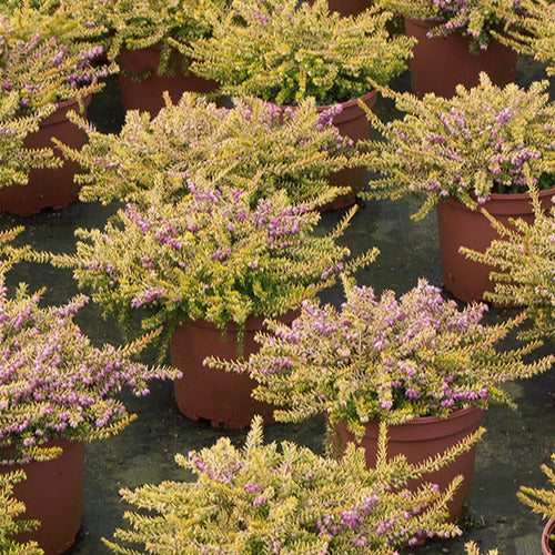 Winterheide 'Eva Gold' - Erica darleyensis eva gold - Willemse