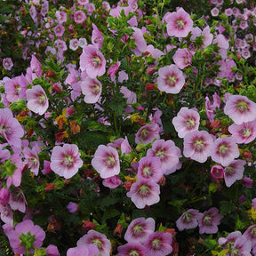 Kaapse malva 'Miss Pinky' - Willemse