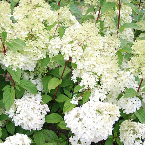 Pluimhortensia 'Diamantino'® - Hydrangea paniculata diamantino ® 'ren101' - Willemse
