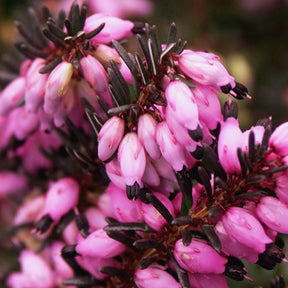 Winterheide 'Lea' - Erica darleyensis lea - Willemse