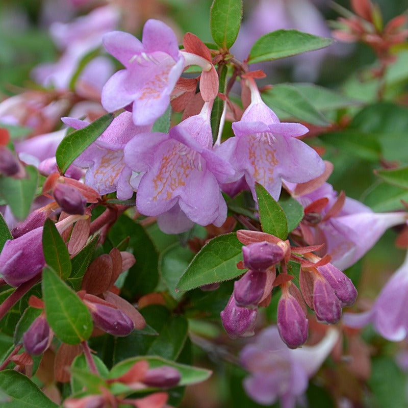 Abelia grandiflora Pink Pong ® - Abelia 'Ping Pong' - Heesters