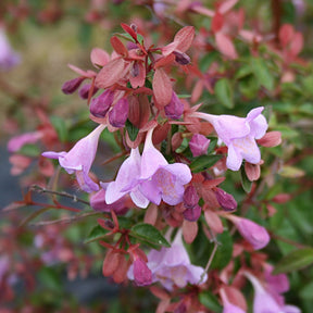 Abelia 'Ping Pong' - Willemse