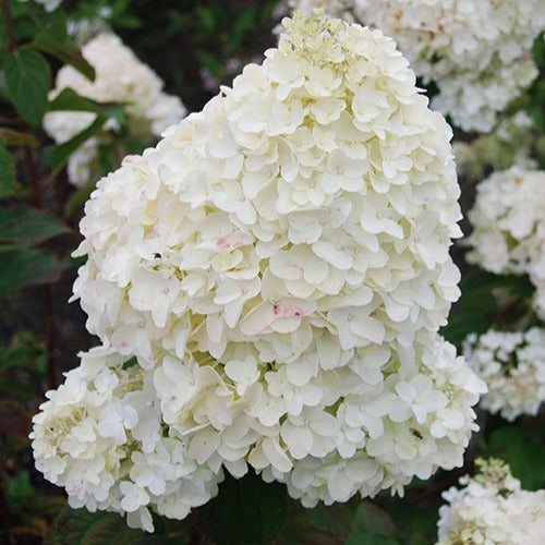 Pluimhortensia 'Dolly' - Hydrangea paniculata  dolly - Willemse