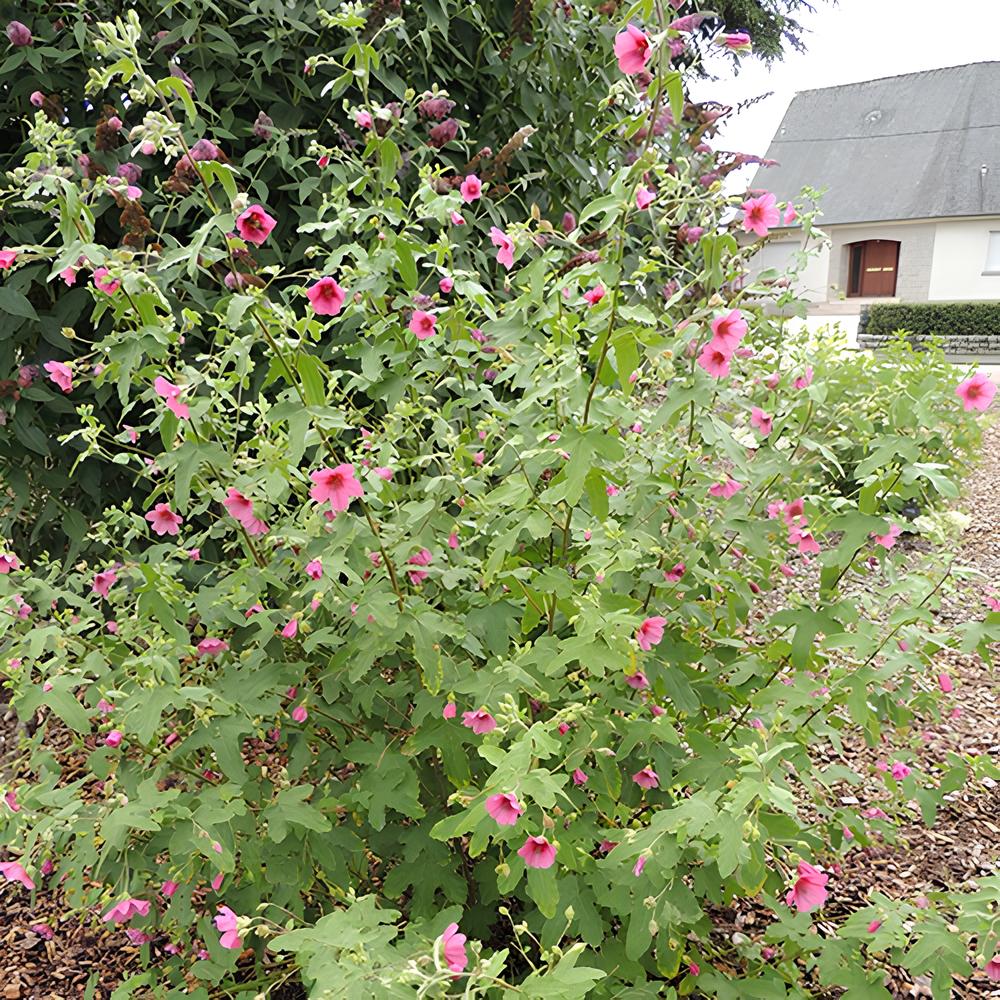 Anisodontea El Rayo - Kaapse malva 'El Rayo' - Balkon- en terrasplanten