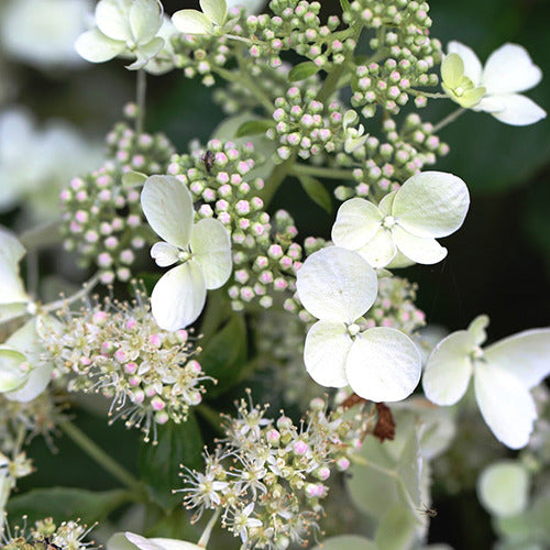 Pluimhortensia 'White Lady' - Hydrangea paniculata White Lady - Willemse