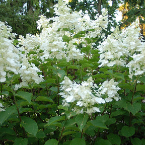 Pluimhortensia 'White Lady' - Willemse
