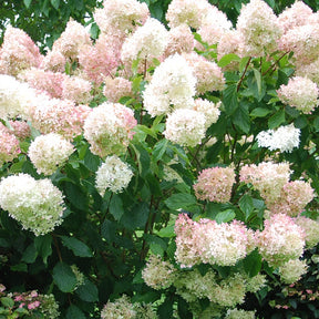 Pluimhortensia 'Phantom' - Willemse