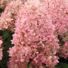 Pluimhortensia Magical® 'Candle' - Hydrangea paniculata magical ® candle - Willemse