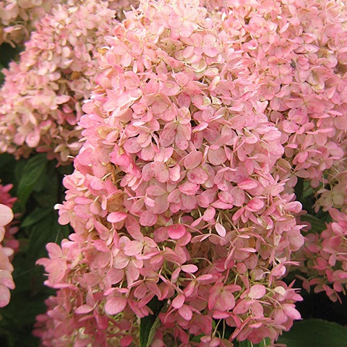 Pluimhortensia Magical® 'Candle' - Hydrangea paniculata magical ® candle - Willemse
