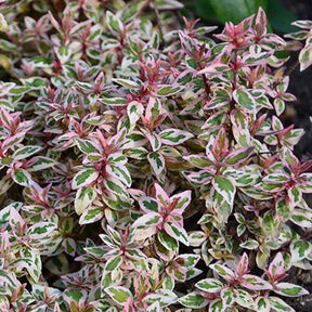 Abelia 'Lady Pink' - Willemse