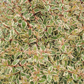 Abelia 'Lady Pink' - Abelia grandiflora pink lady - Willemse