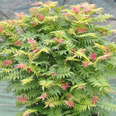 Lijsterbesspirea 'Pink Hopi'® - Willemse