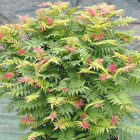 Lijsterbesspirea 'Pink Hopi'® - Willemse