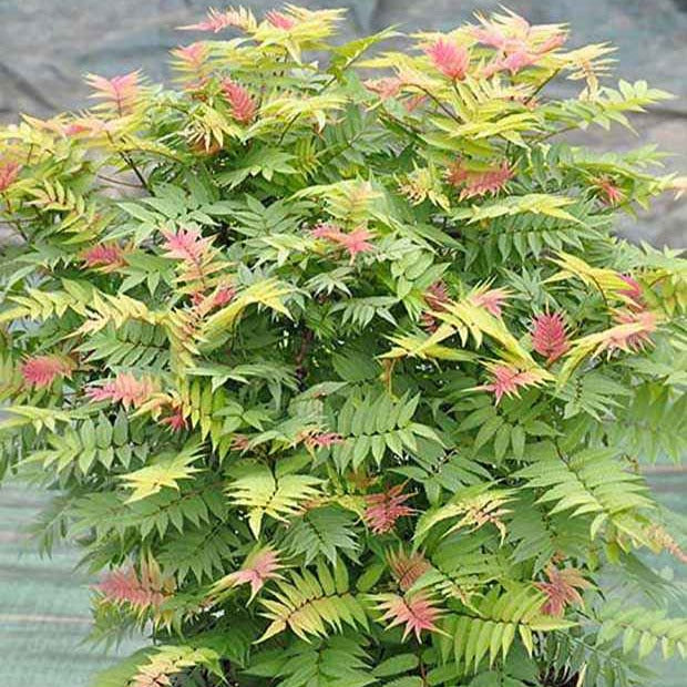 Lijsterbesspirea 'Pink Hopi'® - Willemse