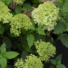 Pluimhortensia 'Ruby Angels Blush' - Hydrangea paniculata ruby angels blush - Willemse