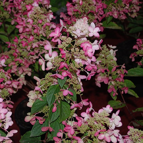 Pluimhortensia 'Ruby Angels Blush' - Willemse