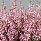 Struikheide 'Pink Bettina - Willemse