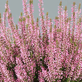 Struikheide 'Pink Bettina - Willemse