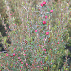Manuka 'Ruby Glow' - Willemse