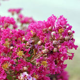 Indische sering 'Indica Mimie'® - Lagerstroemia indica mimie ® fuchsia - Willemse